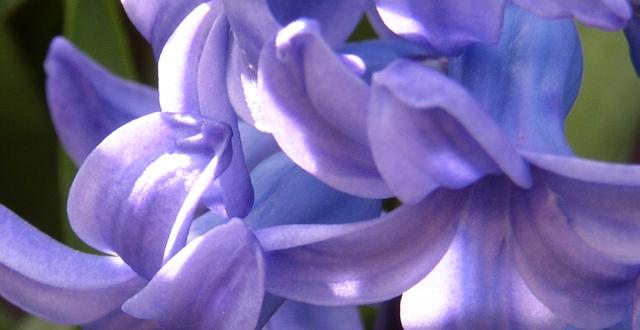 Blue Hyacinth Day