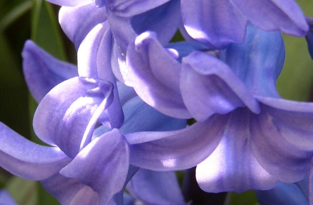 Blue Hyacinth Day